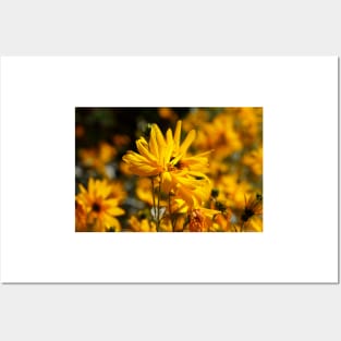 Flowering yellow coneflower Posters and Art